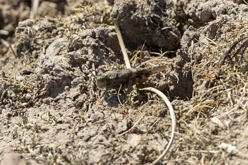 iNaturalist observation photo of Caerulean-winged Grasshopper