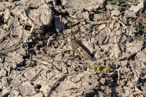 iNaturalist observation photo of Caerulean-winged Grasshopper
