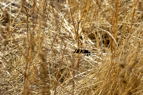 iNaturalist observation photo of Priocnemis