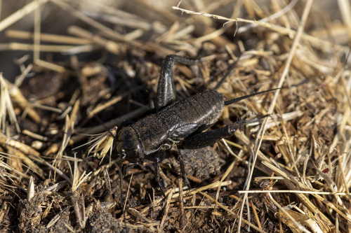iNaturalist observation photo of Gryllus