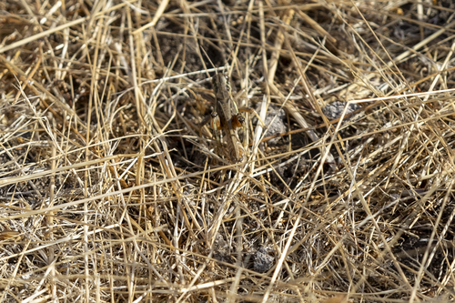 iNaturalist observation photo of Devastating Grasshopper