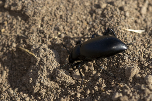 iNaturalist observation photo of Eleodes gigantea