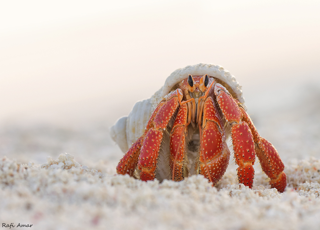 Strawberry Hermit Crab
