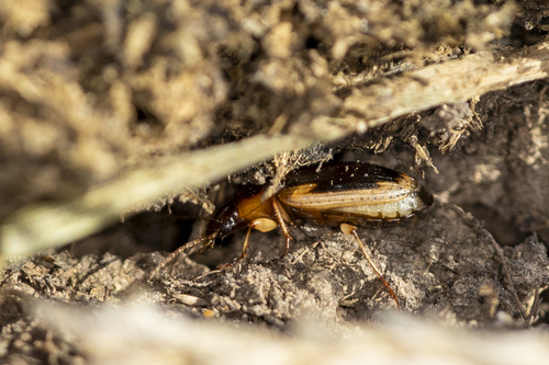 iNaturalist observation photo of Tule Beetle