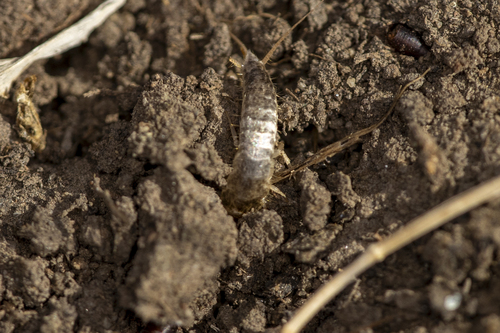 iNaturalist observation photo of Allacrotelsa spinulata