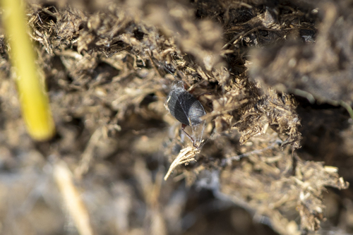 iNaturalist observation photo of Opatrini
