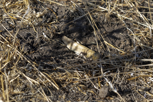iNaturalist observation photo of Spurcate Grasshopper