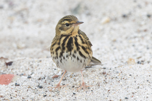 Olive-backed Pipit, Helgoland, Deutschland, photo 9 of 10