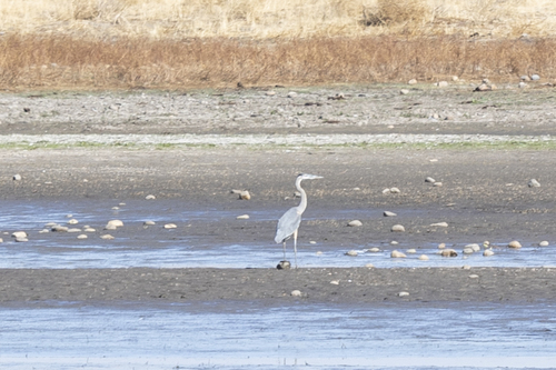 iNaturalist observation photo of Great Blue Heron