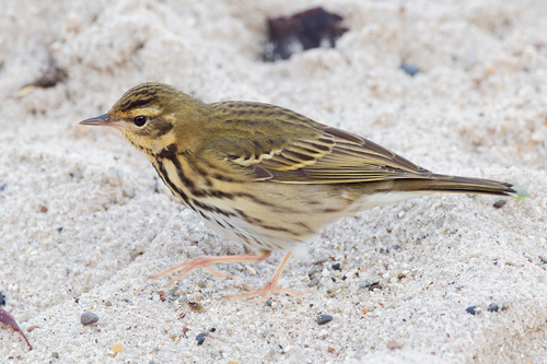 Olive-backed Pipit