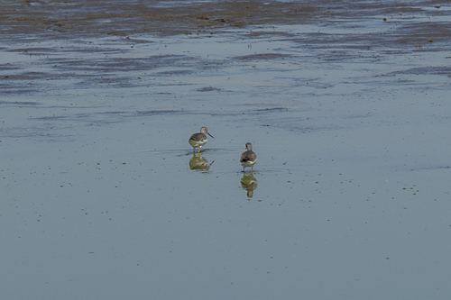 iNaturalist observation photo of Greater Yellowlegs