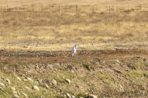 iNaturalist observation photo of Great Egret