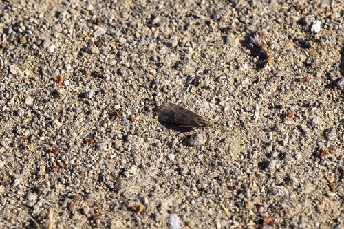 iNaturalist observation photo of Crambid Snout Moths