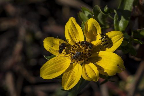 iNaturalist observation photo of Spotted Cucumber Beetle