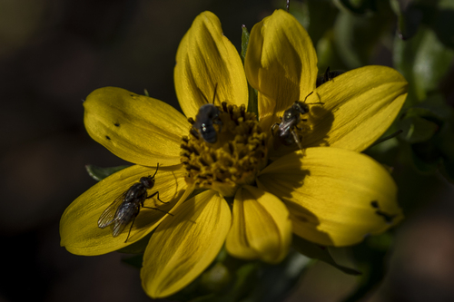 iNaturalist observation photo of Brachyceran Flies