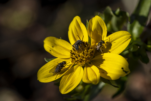 iNaturalist observation photo of Metallic Sweat Bees