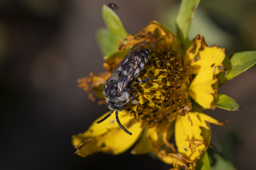 iNaturalist observation photo of California Digger-cuckoo Bee