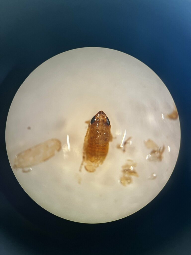 Adarrus multinotatus