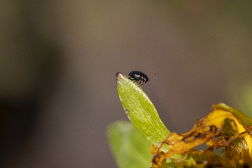 iNaturalist observation photo of Flea Beetles