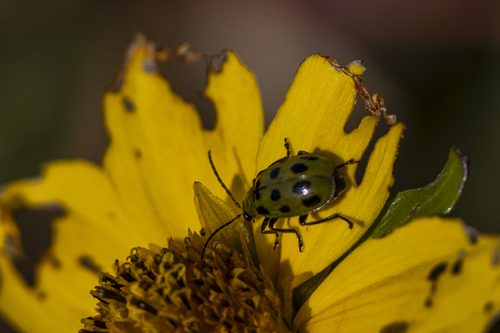 iNaturalist observation photo of Spotted Cucumber Beetle