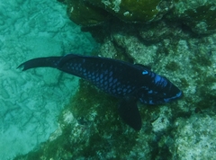 Scarus coelestinus