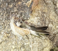 Mascarene Swiftlet photo 2