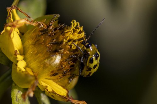 iNaturalist observation photo of Spotted Cucumber Beetle