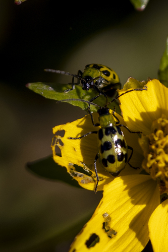 iNaturalist observation photo of Spotted Cucumber Beetle