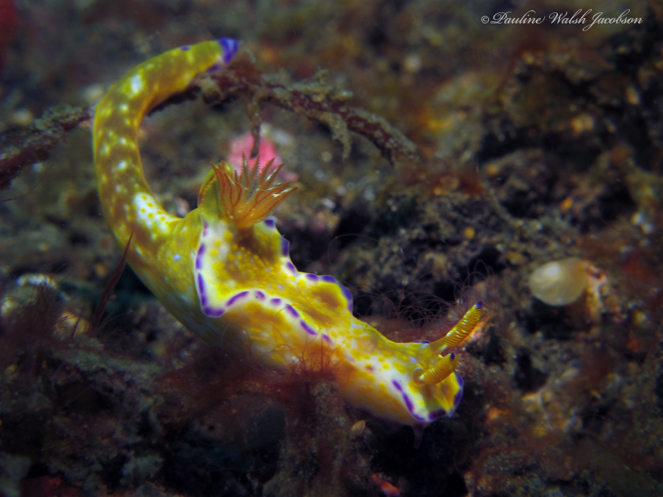 Elongate Pantechnicon Dorid