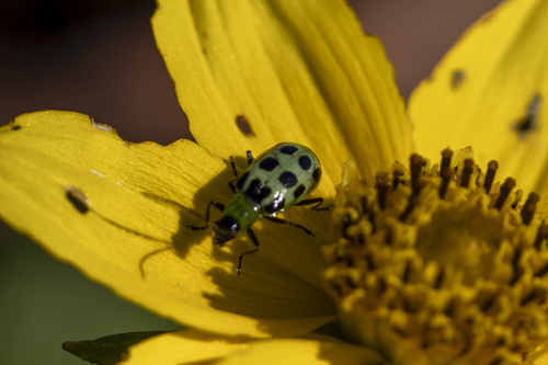 iNaturalist observation photo of Spotted Cucumber Beetle