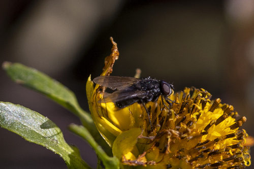 iNaturalist observation photo of Brachyceran Flies