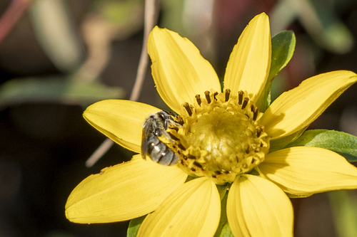 iNaturalist observation photo of Metallic Sweat Bees