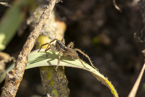 iNaturalist observation photo of Thin-legged Wolf Spiders