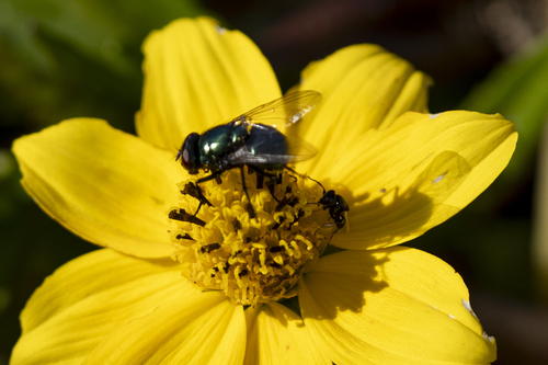 iNaturalist observation photo of False Greenbottles