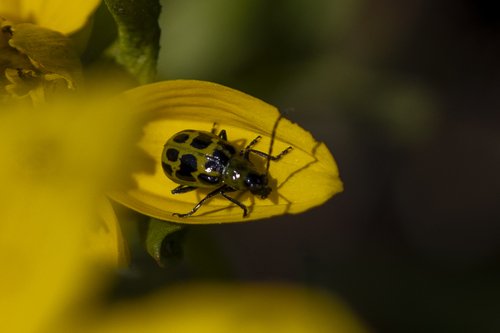 iNaturalist observation photo of Spotted Cucumber Beetle
