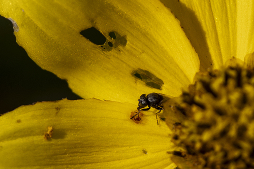 iNaturalist observation photo of Mosillus