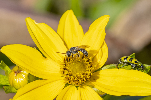 iNaturalist observation photo of Furrow Bees