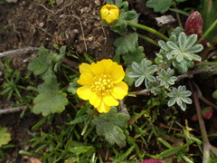 Ranunculus californicus cuneatus