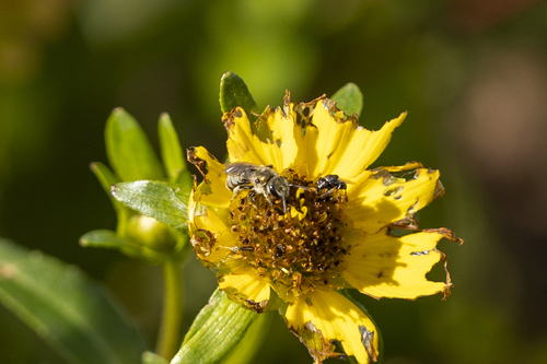 iNaturalist observation photo of Metallic Sweat Bees
