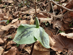 Trillium viridescens
