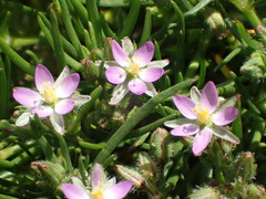 Spergularia bocconei