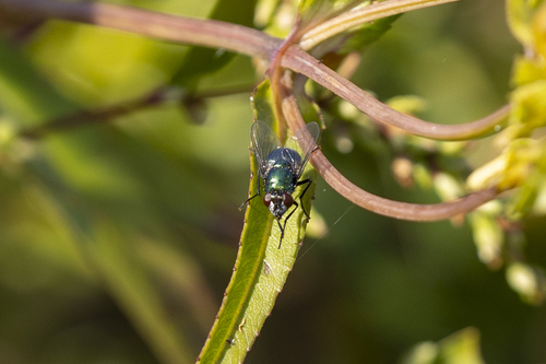 iNaturalist observation photo of False Greenbottles
