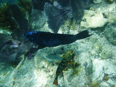 Scarus coelestinus