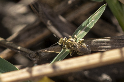 iNaturalist observation photo of Metallic Sweat Bees
