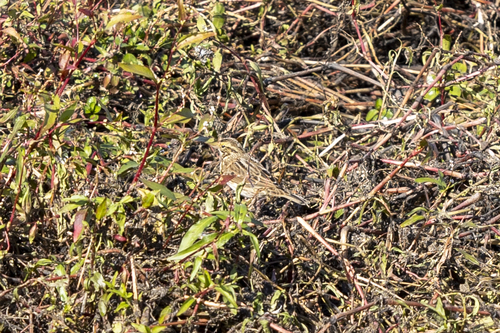 iNaturalist observation photo of Savannah Sparrow
