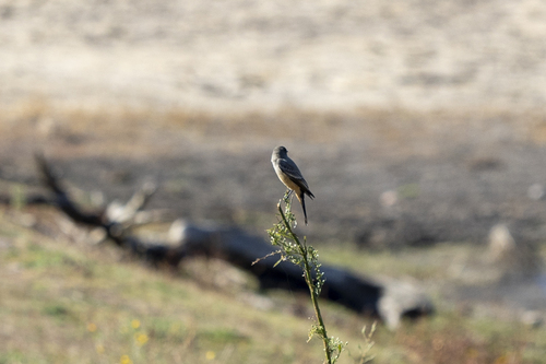 iNaturalist observation photo of Say's Phoebe