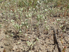 Stylocline gnaphaloides