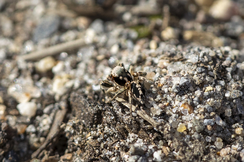 iNaturalist observation photo of Habronattus pyrrithrix
