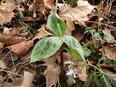 Trillium viridescens