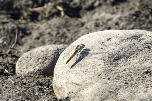 iNaturalist observation photo of Variegated Meadowhawk